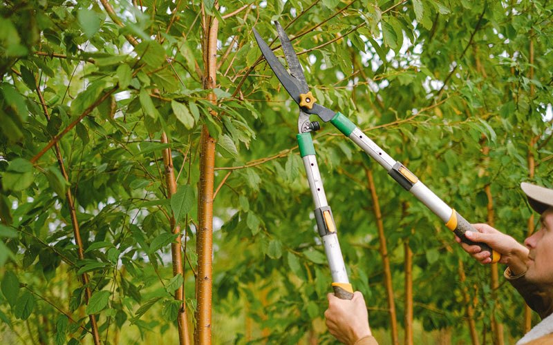 Tree trimming in Farmington, AR